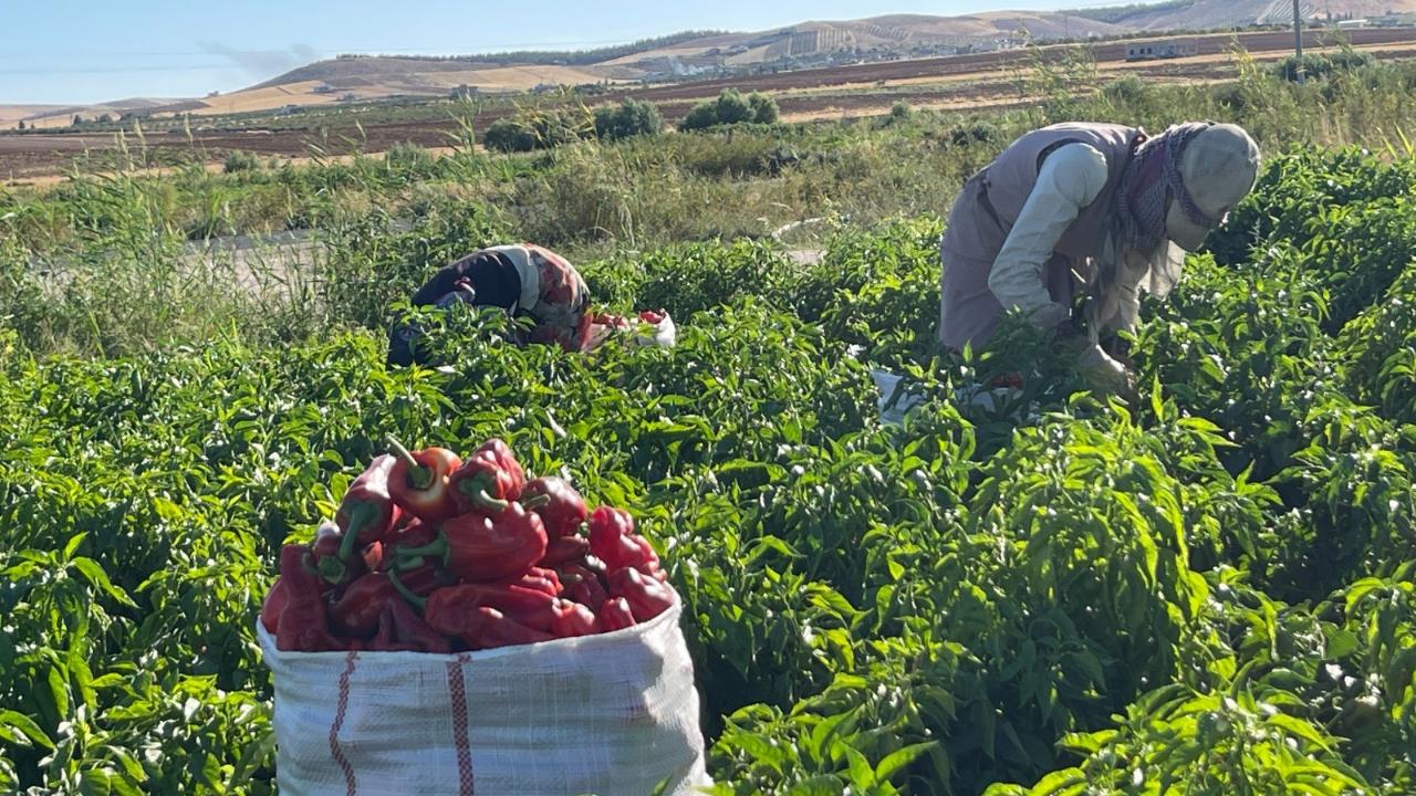 Tarlalardan sofralara acı yolculuk başladı!