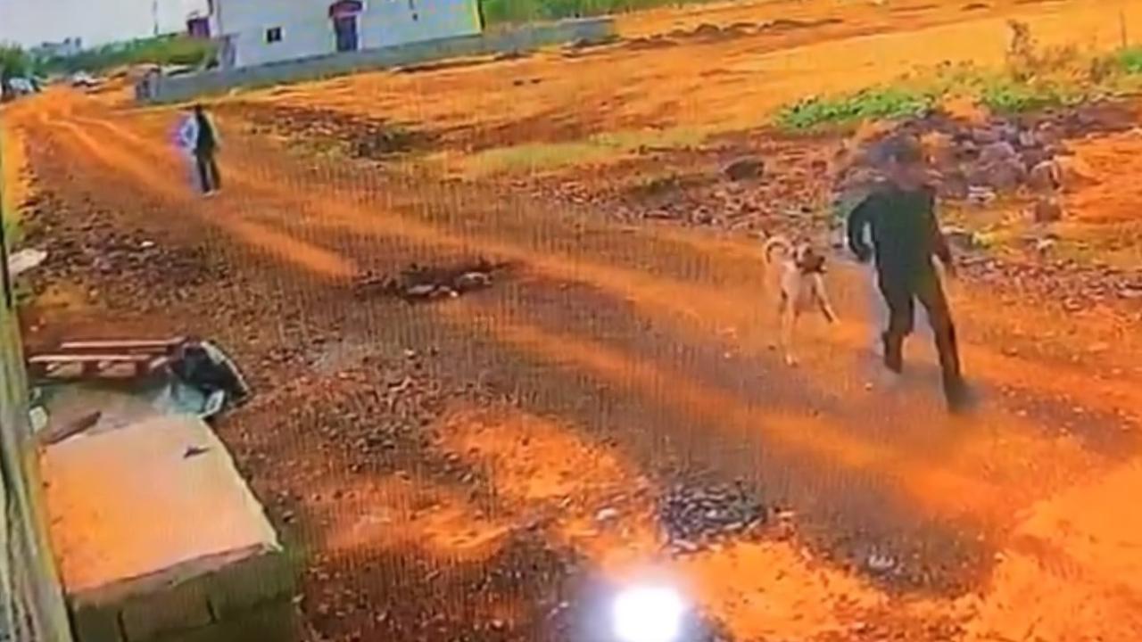 Urfa’da Kangal köpeği hırsızlığı kameralara yansıdı!