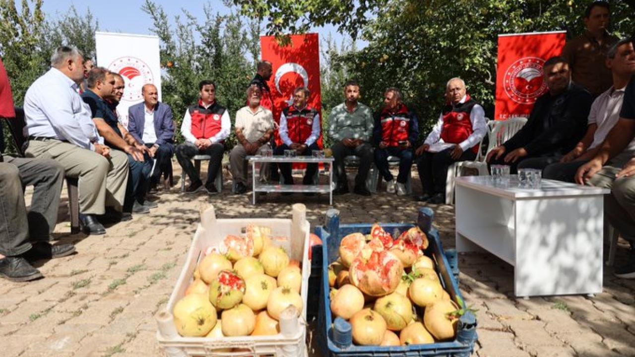 Vali Şıldak, Suruç’ta nar hasadına katıldı!