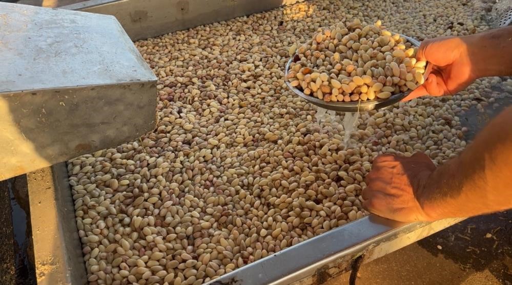 ABD’den Türkiye’nin gelecek yılki fıstık rekoltesi tahmini