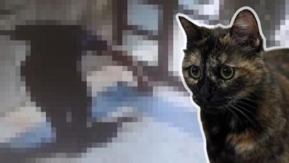 Kedi Cezve'nin Katilinin Cezası Belli Oldu