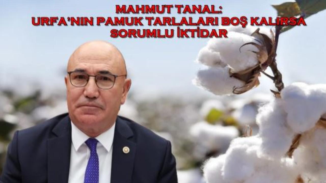 Mahmut Tanal : Urfa’nın Pamuk Tarlaları Boş Kalırsa Sorumlu İktidar