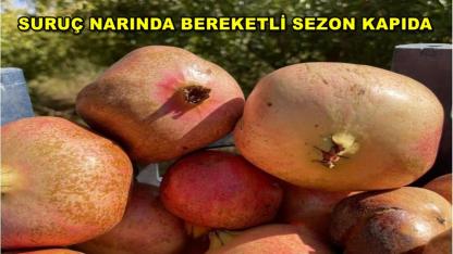 Suruç Narında Bereketli Sezon Kapıda