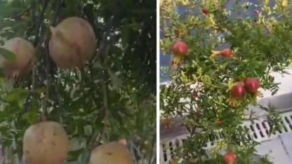 Suruç’ta Saksıda Yetişen Nar Fidanları Meyve Verdi