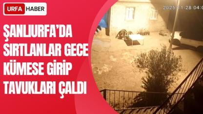 Şanlıurfa’da Sırtlanlar Gece Kümese Girip Tavukları Çaldı