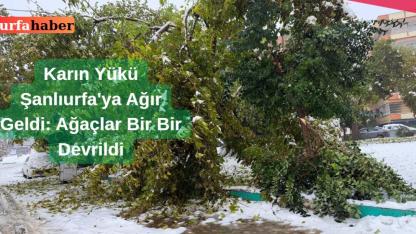 Karın Yükü Şanlıurfa'ya Ağır Geldi: Ağaçlar Bir Bir Devrildi