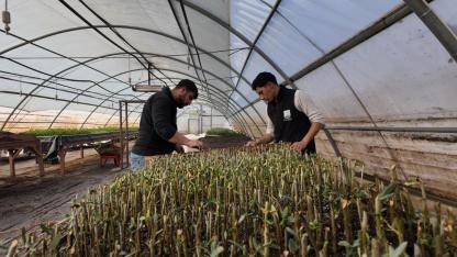 Büyükşehir 30 bin fidanın üretimine başladı!