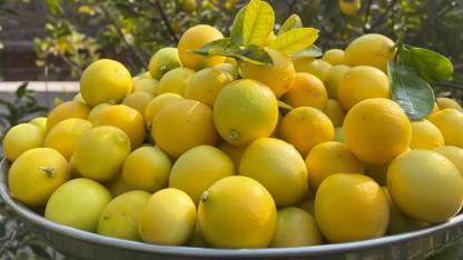 Limonda vergi düzenlenmesi!