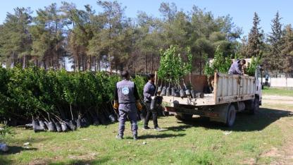 Urfa'da 6 bin meyve fidanı toprakla buluşacak