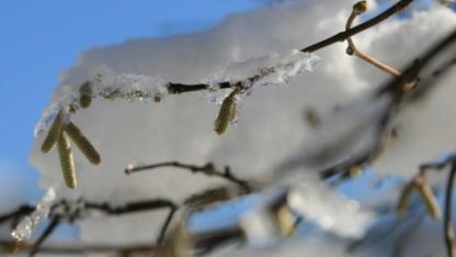 Meteorolojiden krtik zirai don uyarısı!