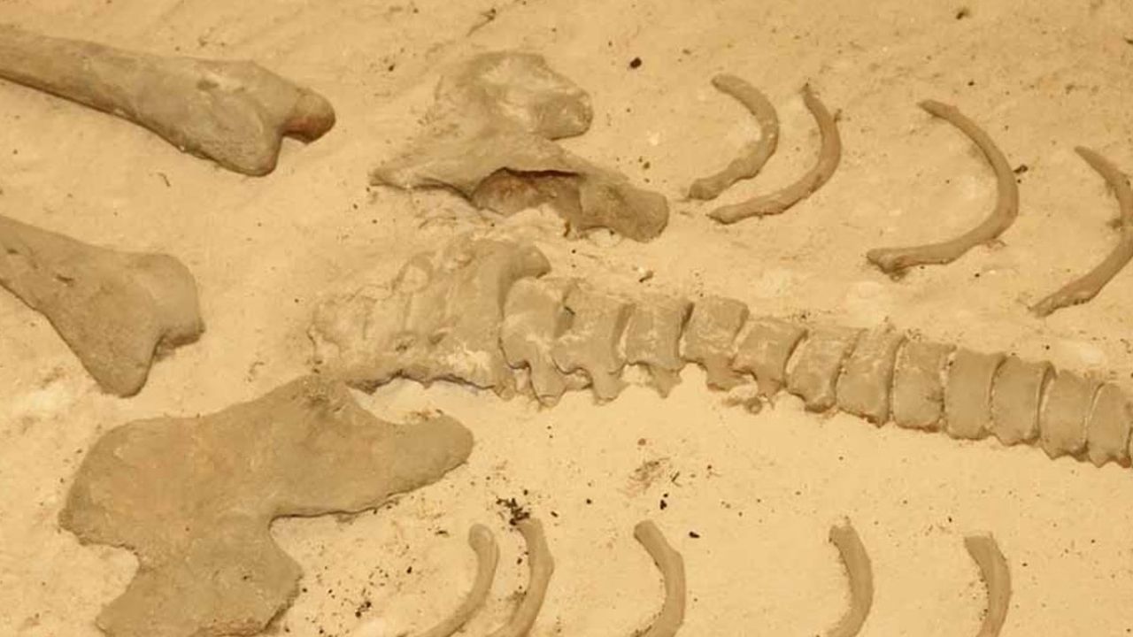 Mezarı açıp DNA analizi yaptılar, insanlığın en büyük gizemlerinden birini çözdüler
