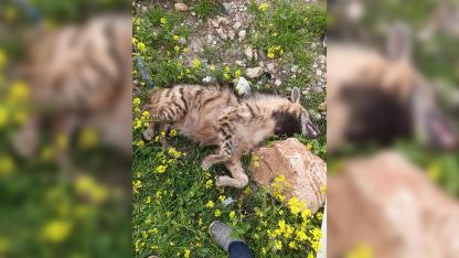 Urfa'da aracın çarptığı sırtlan telef oldu!