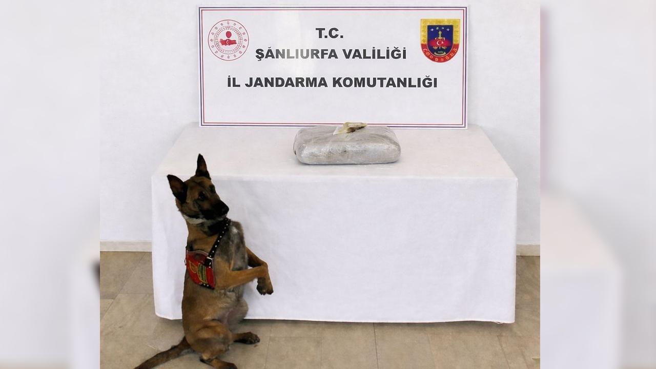 Urfa'da zehir tacirlerine operasyon!