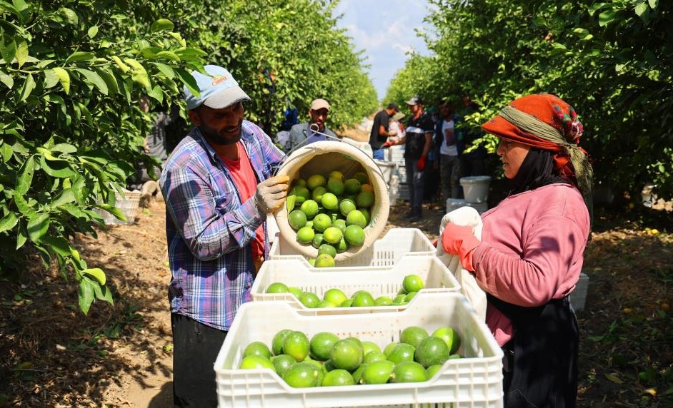 Limon İhracat Kısıtlaması Çiftçileri Zorluyor