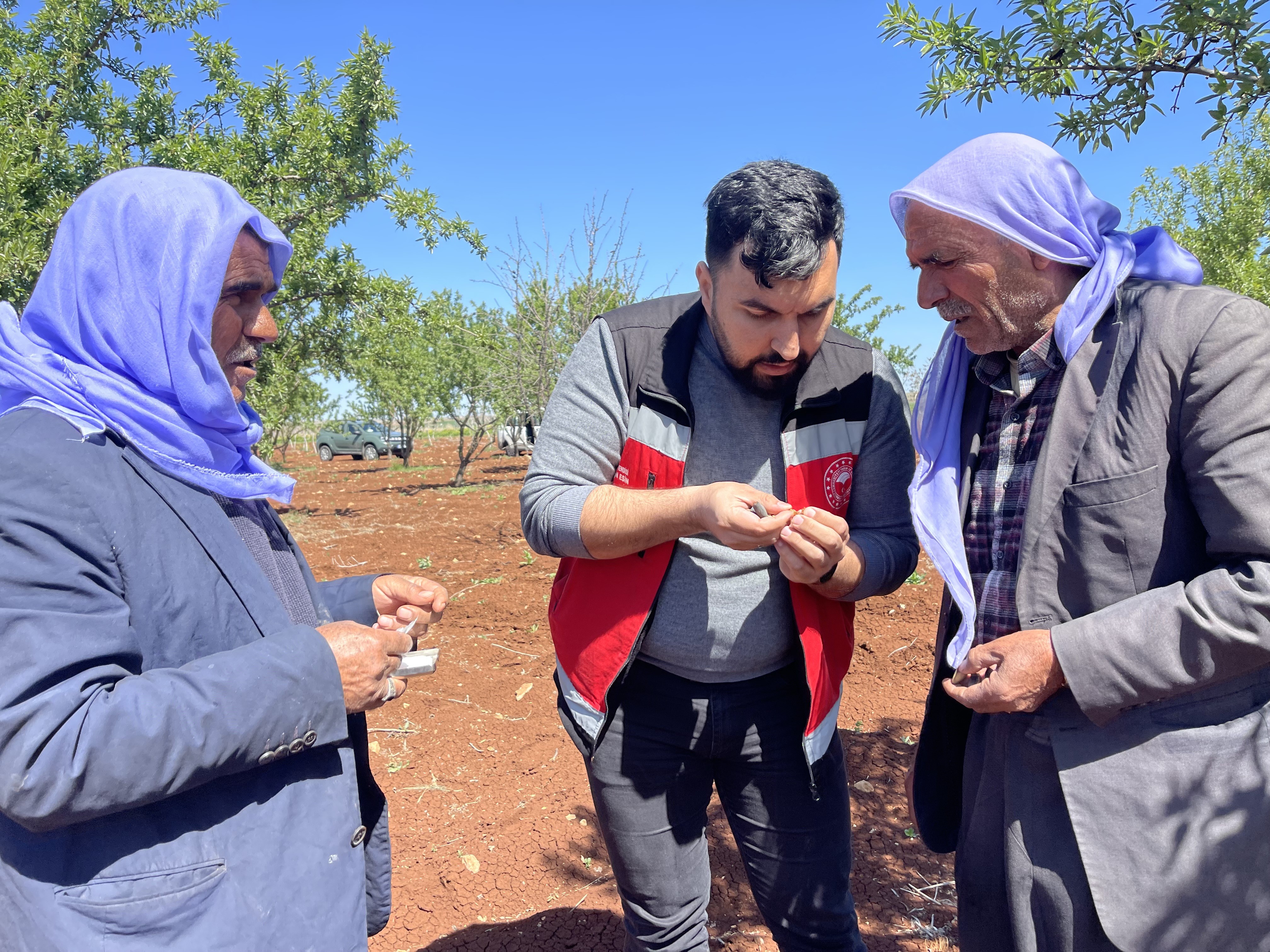 Şanlıurfa’ya Zirai Don Vurdu, Badem Bahçeleri İncelendi..