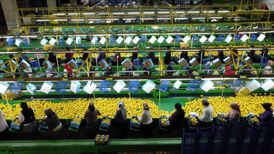 Limon İhracat Kısıtlaması Çiftçileri Zorluyor