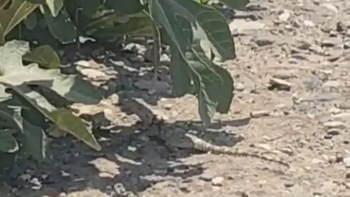 Dev Sürüngen Şanlıurfa'da Görüntülendi !
