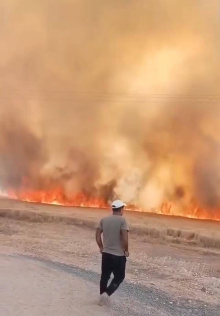 Harran Ovası'nda 40 Dönüm Ekili Arazi Kül Oldu !