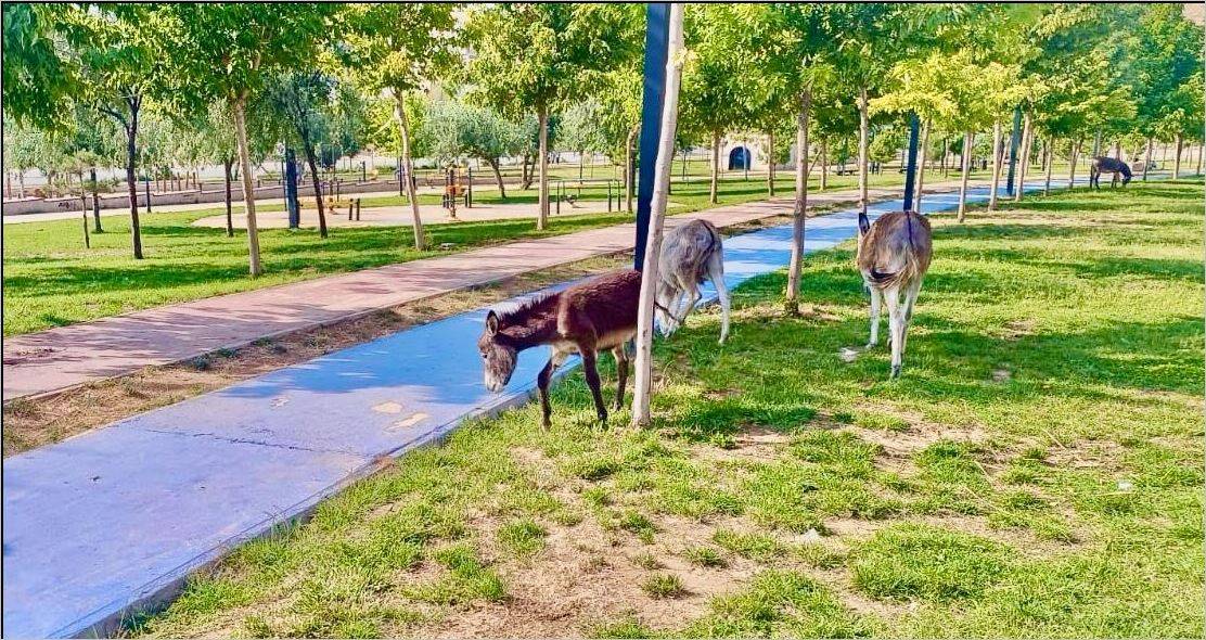 Kayıp Eşek 2 Ay Sonra Yanında 3 Arkadaşıyla Döndü !