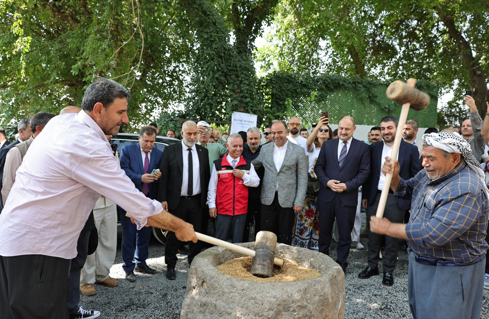 Şanlıurfa Altın Başakla Şenlendi: Hasat Festivali Coşkusu !