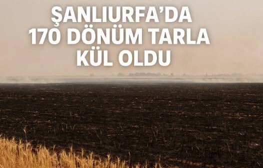 Şanlıurfa’da 170 Dönüm Tarla Kül Oldu!