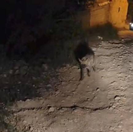 Şanlıurfa’da Sırtlanla Yüz Yüze Gelen Gençlerin Panikleri!