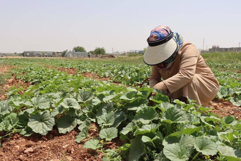 Urfa Kabağı Ve Şelengo Tarladan Sofraya Ulaştı!