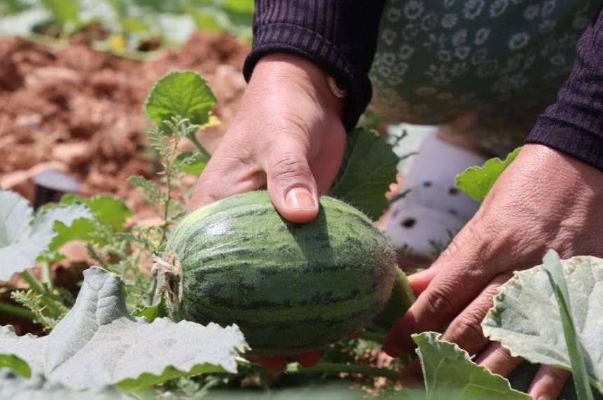 Urfa Kabağı Ve Şelengo Tarladan Sofraya Ulaştı!