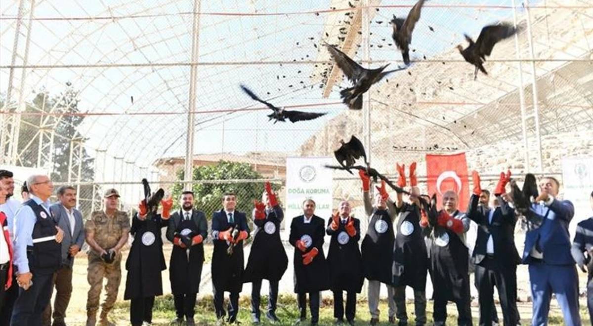 Şanlıurfa'da 45 Kelaynak Doğaya Salındı