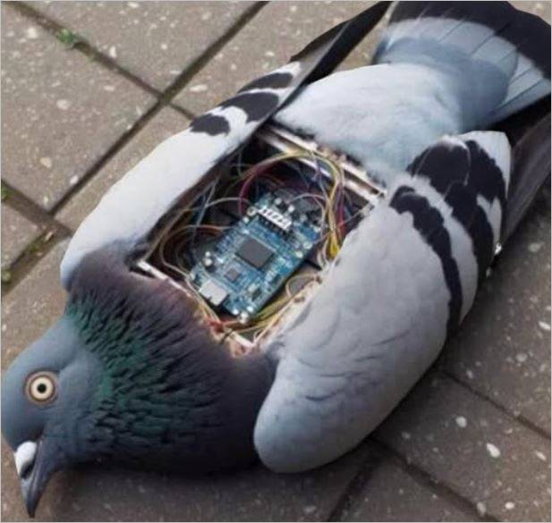 Kuş mu, Dron mu? Teknolojik Savaşta Yeni Perde!