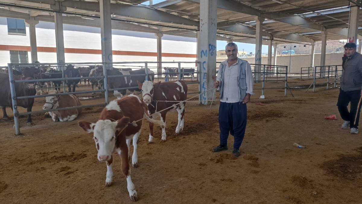 Şanlıurfa’da Kurbanlık Sevkiyatında Ruhsat Krizi!
