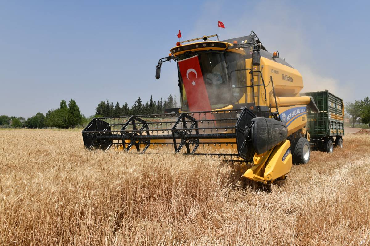 Şanlıurfa'da Buğday Hasadı Başladı...