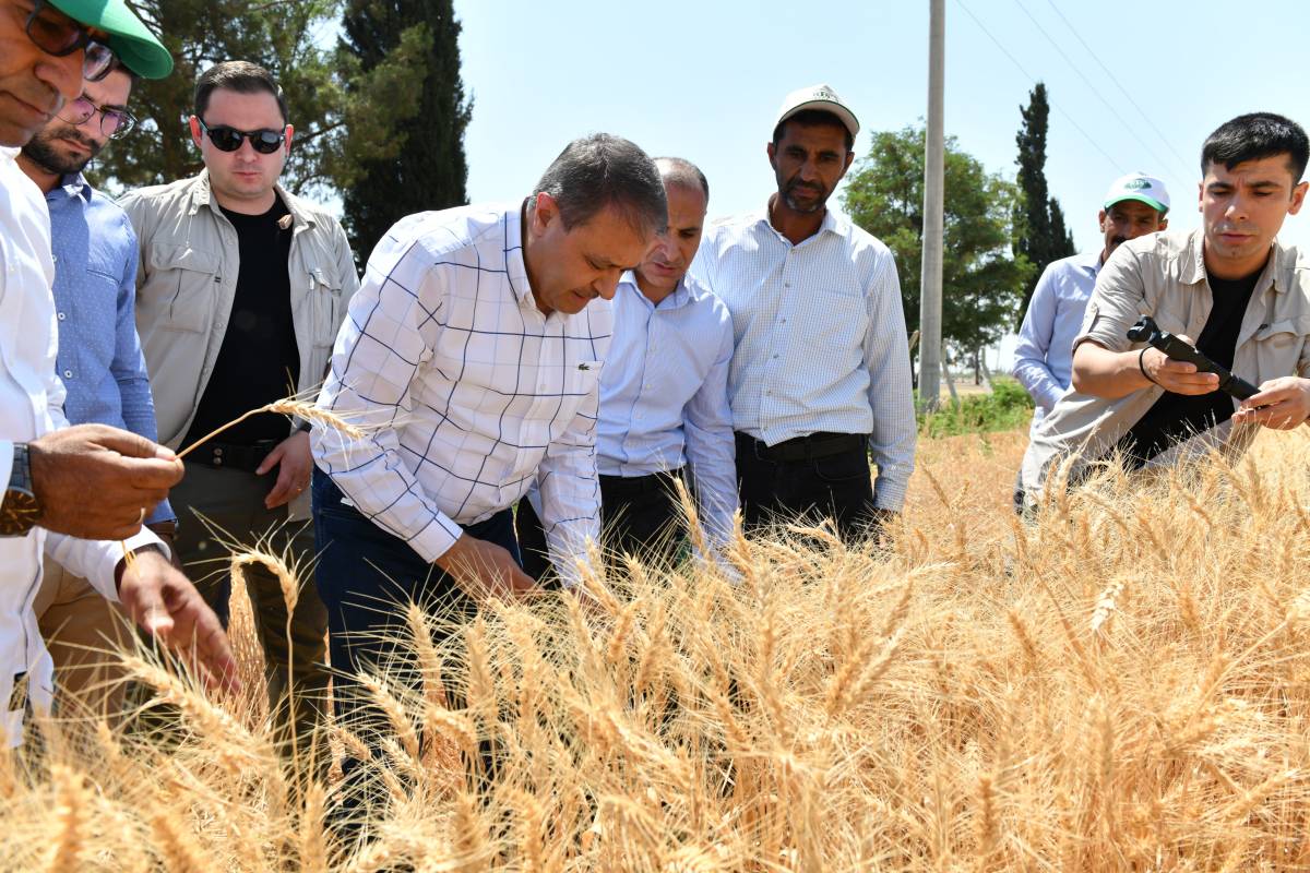 Şanlıurfa'da Buğday Hasadı Başladı...