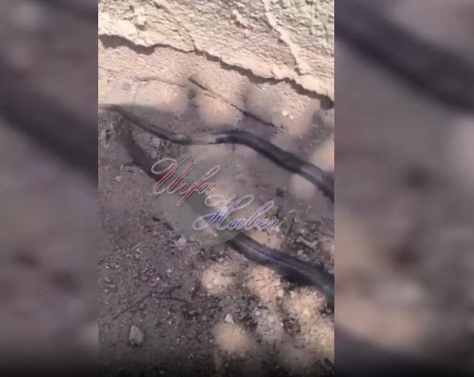 Şanlıurfa' da Evinin Bahçesine Giren Yılanı İkiye Böldü !