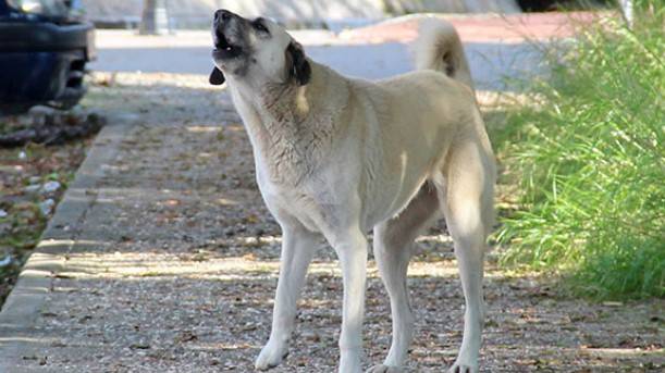Görevdeki Memura Vahşi Köpek Saldırısı!