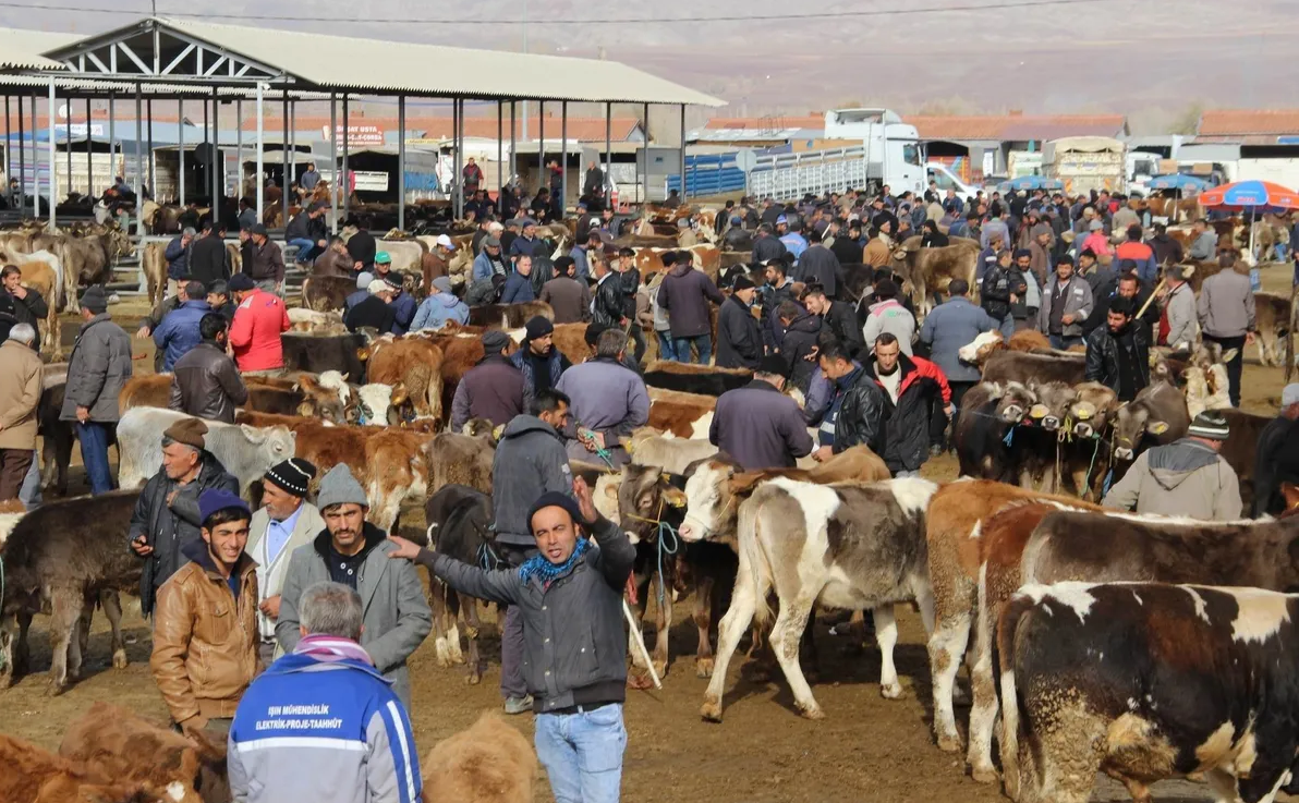 Türkiye’de Şap Alarmı: Bütün Hayvan Pazarları Kapatıldı!