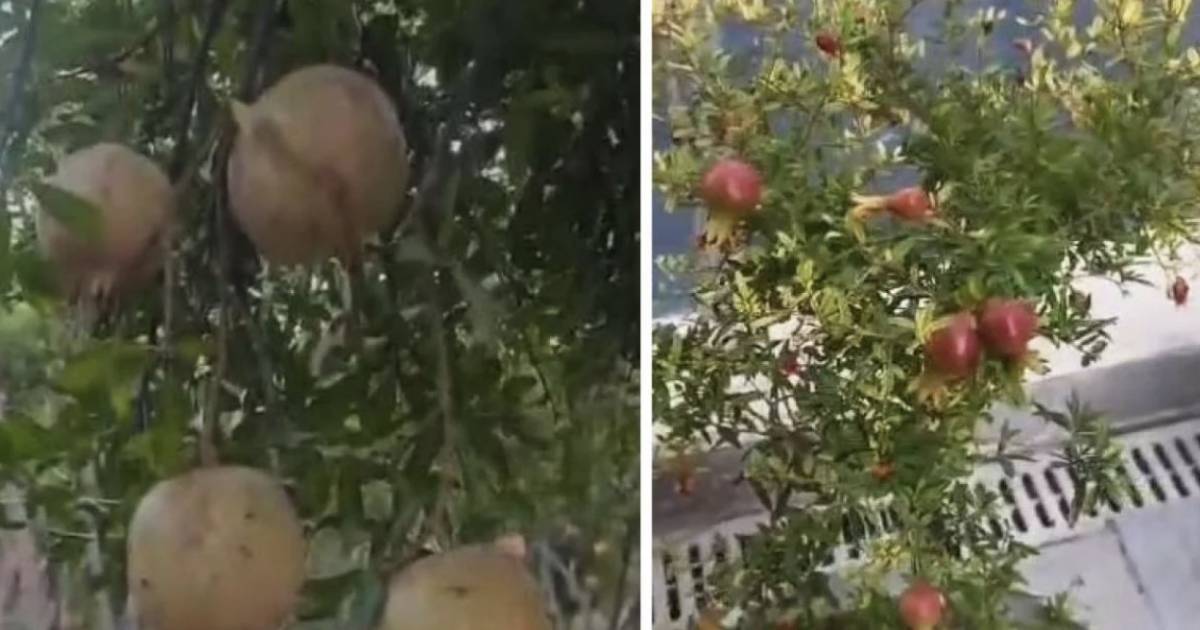 Suruç’ta Saksıda Yetişen Nar Fidanları Meyve Verdi