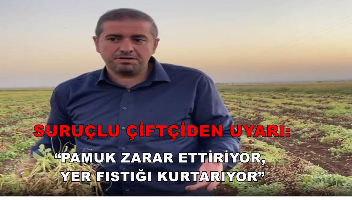 Suruçlu Çiftçi Uyardı: “Pamuk Zarar, Yer Fıstığı Kurtarıyor”