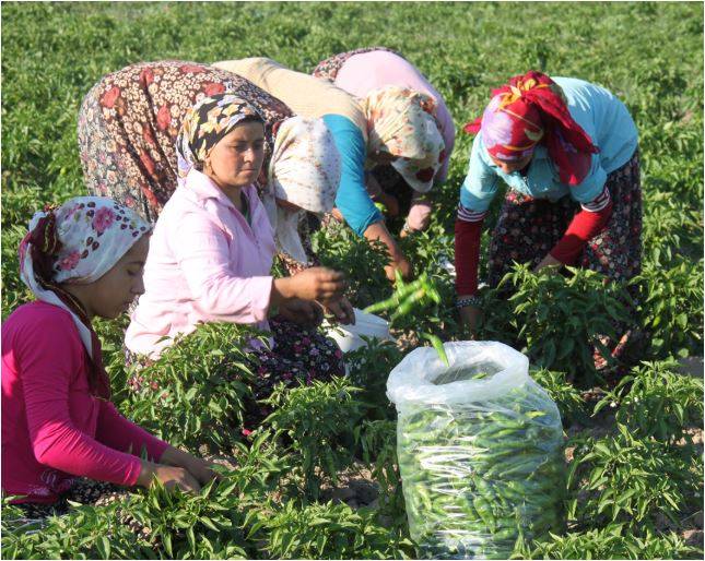 Kadın Çiftçiler Tarımda Öncü Rol Üstleniyor