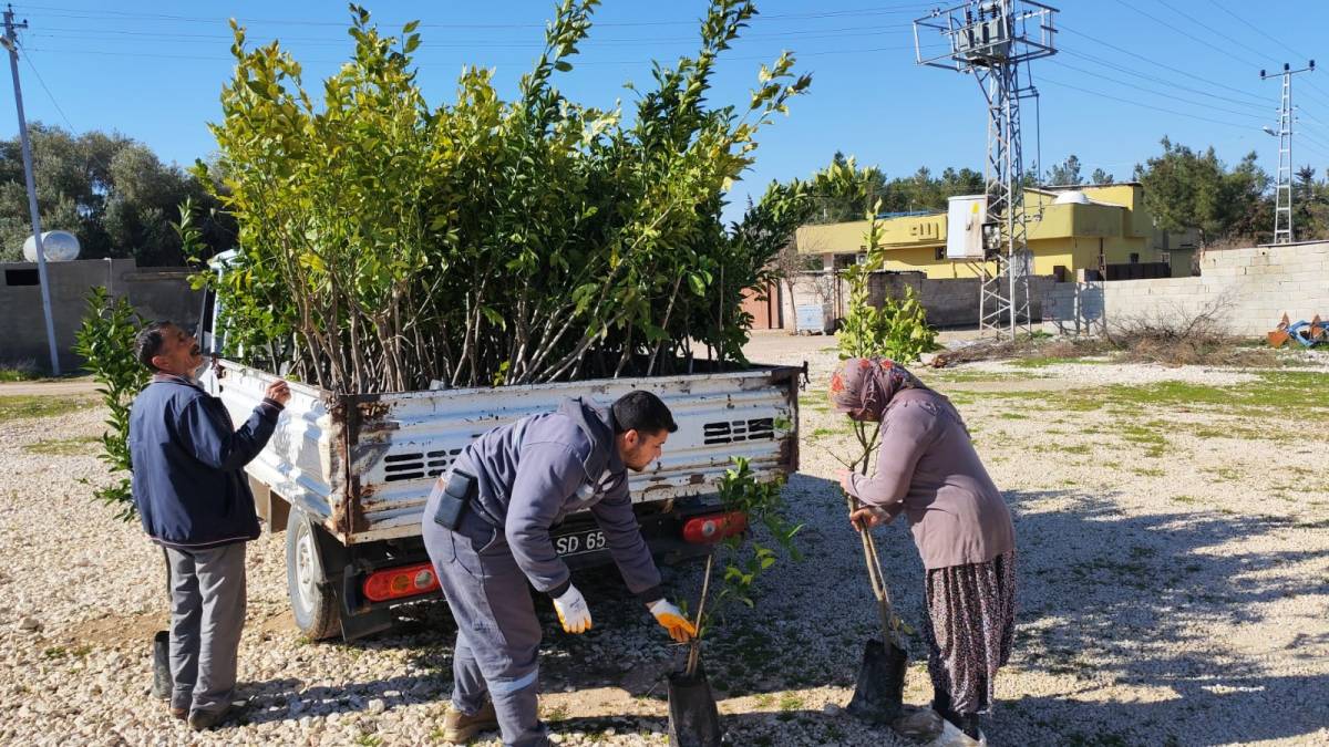 Urfa'da 6 bin meyve fidanı toprakla buluşacak