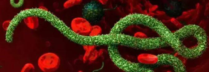 DSÖ, Ebola için küresel acil durum ilan etti