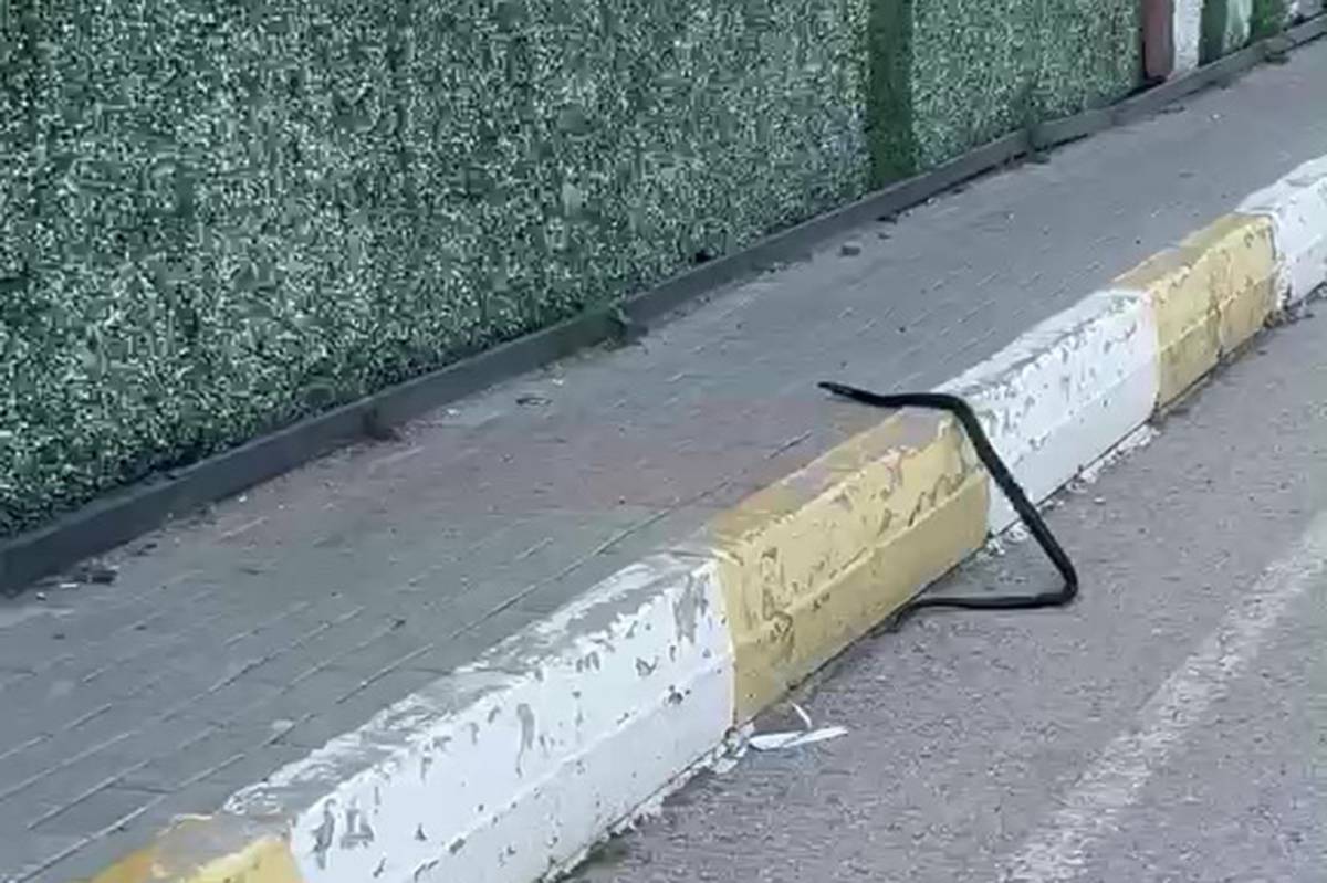 Görsel
