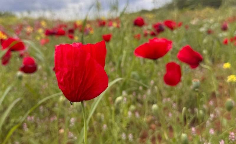 Ziraat Mühendisi Tekçe: Salatalarda kullanıp tüketiyoruz!