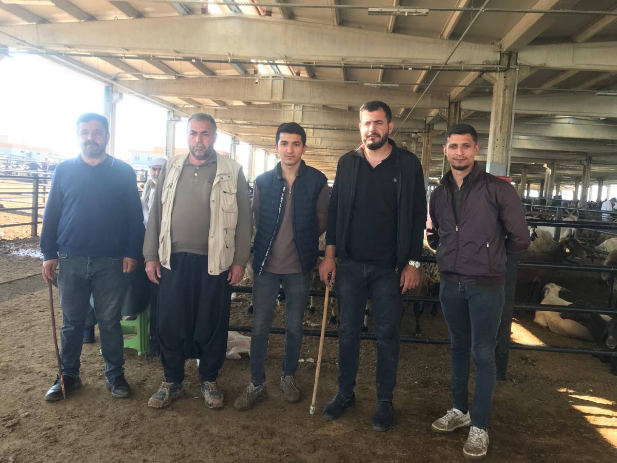 Pazarlıklar kızıştı! Şanlıurfa Hayvan Pazarı’nda bayram yoğunluğu!