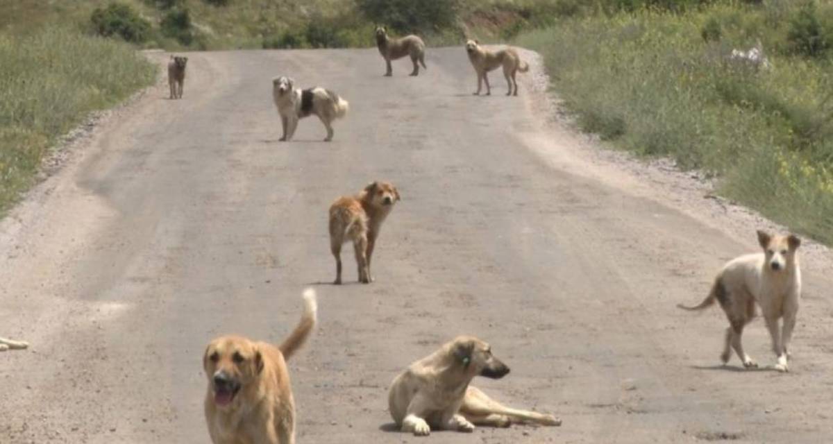Okul dönüşü facia: 5 köpek birden saldırdı