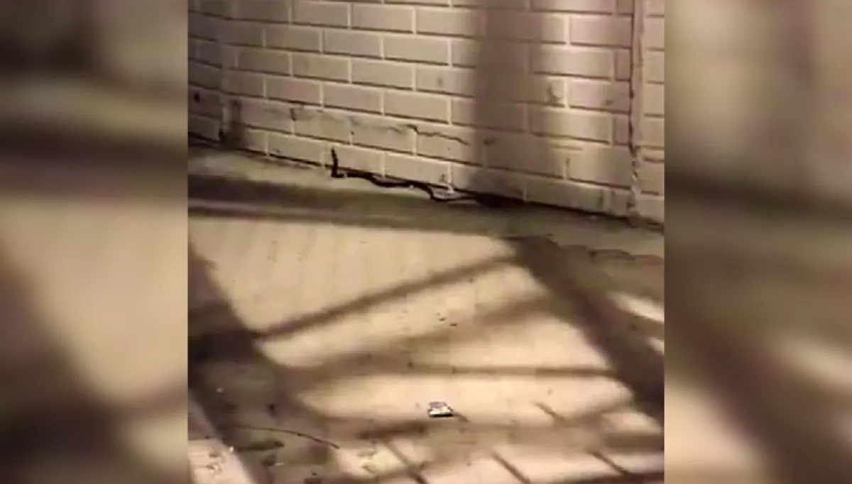 Yerleşim yerlerinde yılan paniği!