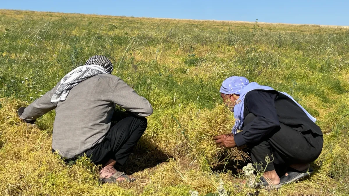 Şanlıurfa'da mercimek hasadı başladı!