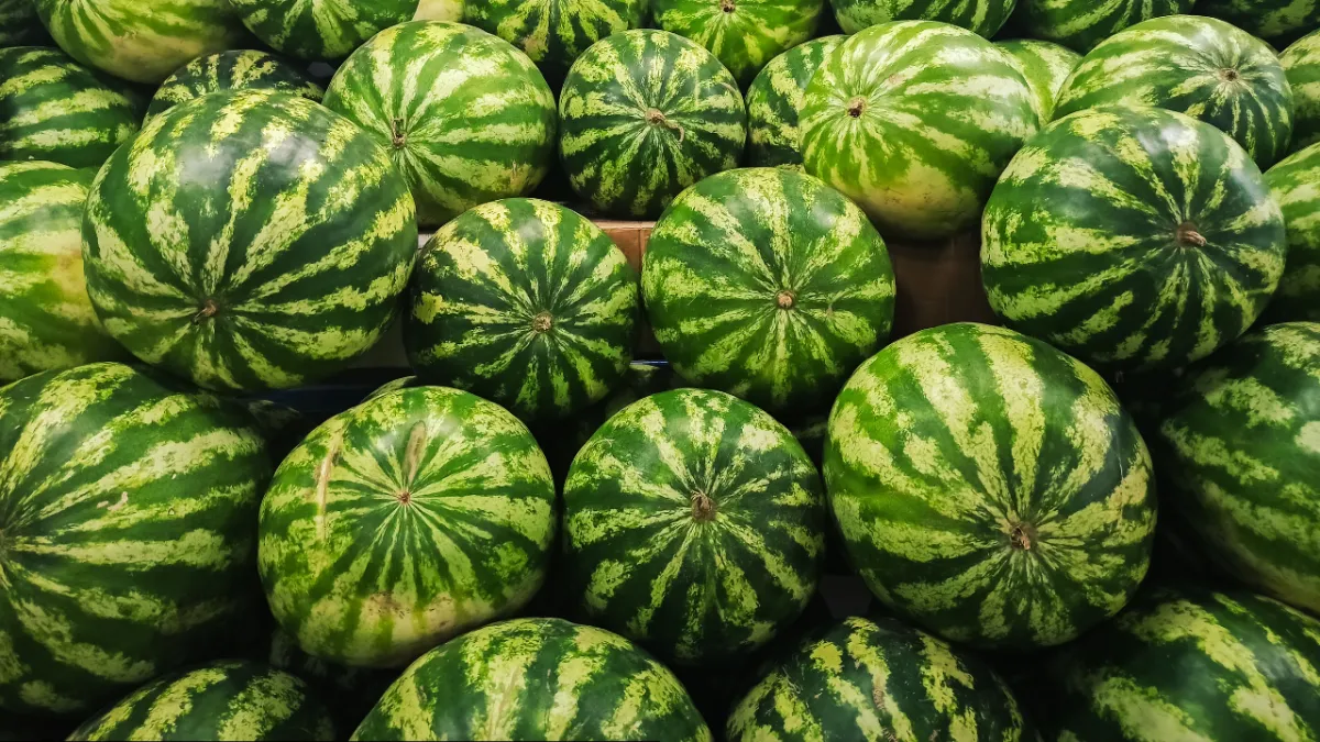Urfalı esnaftan karpuz seçmenin püf noktaları!