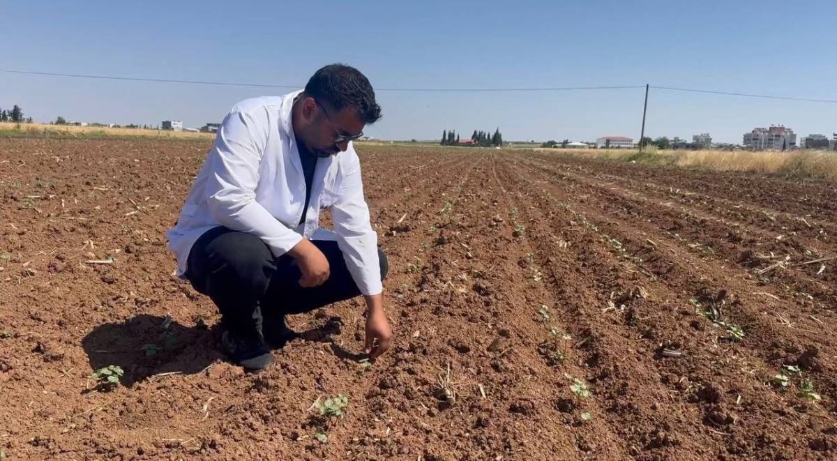 Şanlıurfa'da hasat başladı, pamuk tarlaları tehlikede!