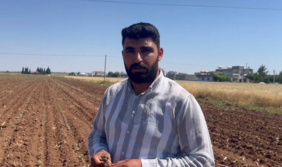 Şanlıurfa'da hasat başladı, pamuk tarlaları tehlikede!